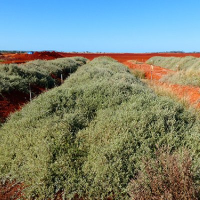 Revegetation underway at a red mud site near Gladstone